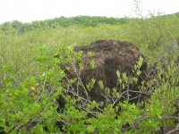 volcanic rock in magroves.JPG